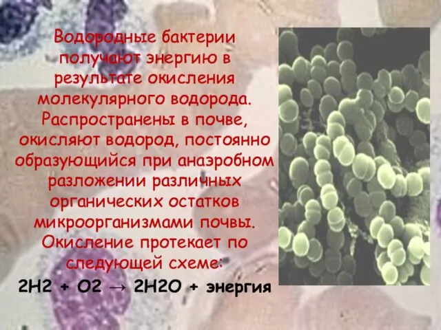 Водородные бактерии получают энергию в результате окисления молекулярного водорода. Распространены в