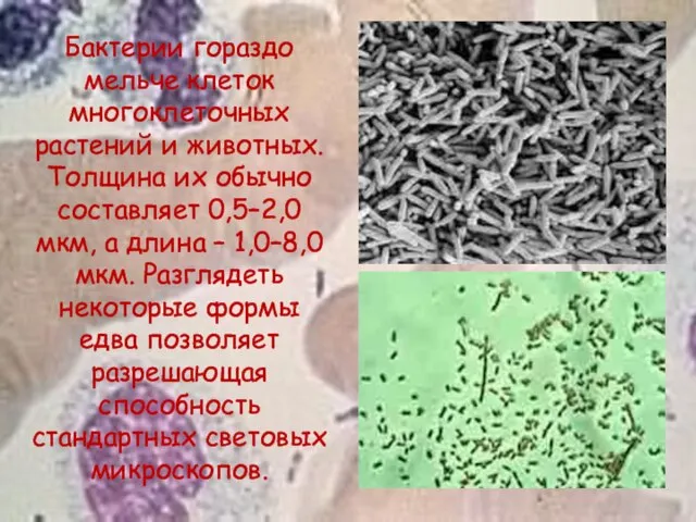 Бактерии гораздо мельче клеток многоклеточных растений и животных. Толщина их обычно