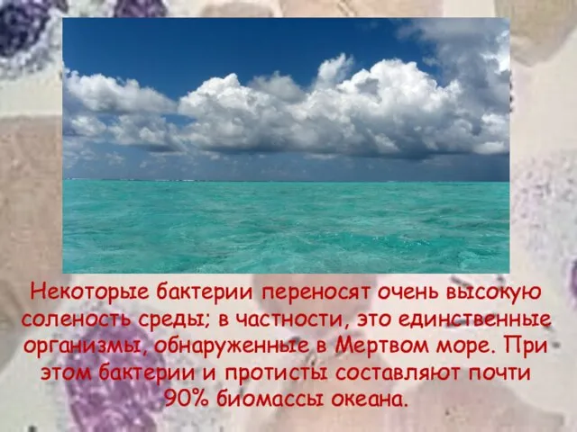 Некоторые бактерии переносят очень высокую соленость среды; в частности, это единственные