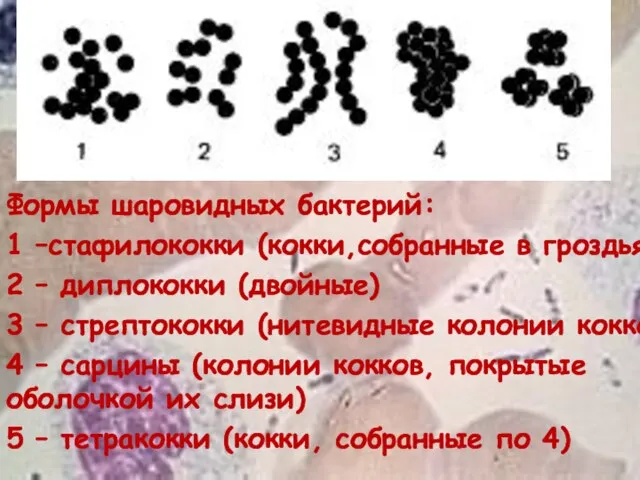 Формы шаровидных бактерий: 1 –стафилококки (кокки,собранные в гроздья) 2 – диплококки