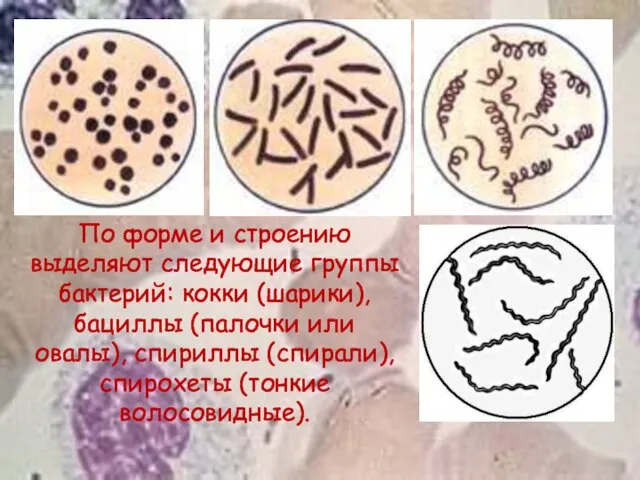 По форме и строению выделяют следующие группы бактерий: кокки (шарики), бациллы