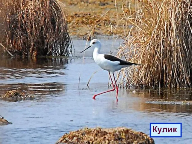 В болоте плачет, А из болота не идёт. Кулик