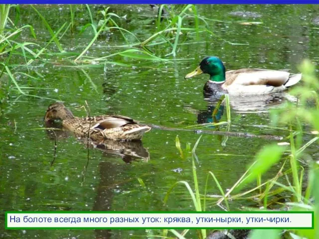 На болоте всегда много разных уток: кряква, утки-нырки, утки-чирки.