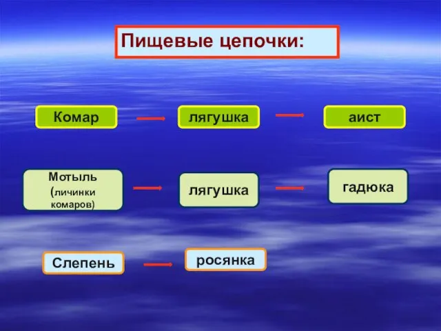 Пищевые цепочки: Комар лягушка аист Мотыль (личинки комаров) лягушка Слепень росянка гадюка