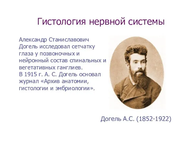 Гистология нервной системы Александр Станиславович Догель исследовал сетчатку глаза у позвоночных