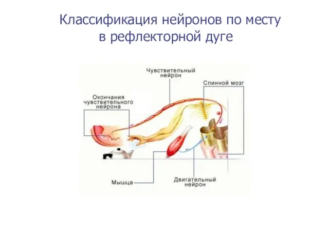 Классификация нейронов по месту в рефлекторной дуге