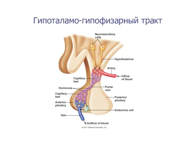 Гипоталамо-гипофизарный тракт