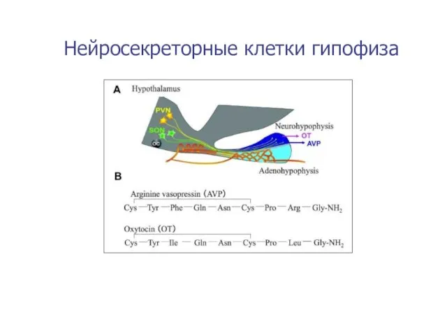 Нейросекреторные клетки гипофиза