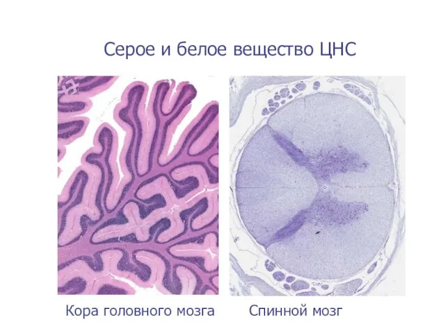 Серое и белое вещество ЦНС Кора головного мозга Спинной мозг
