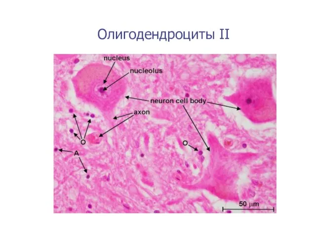 Олигодендроциты II