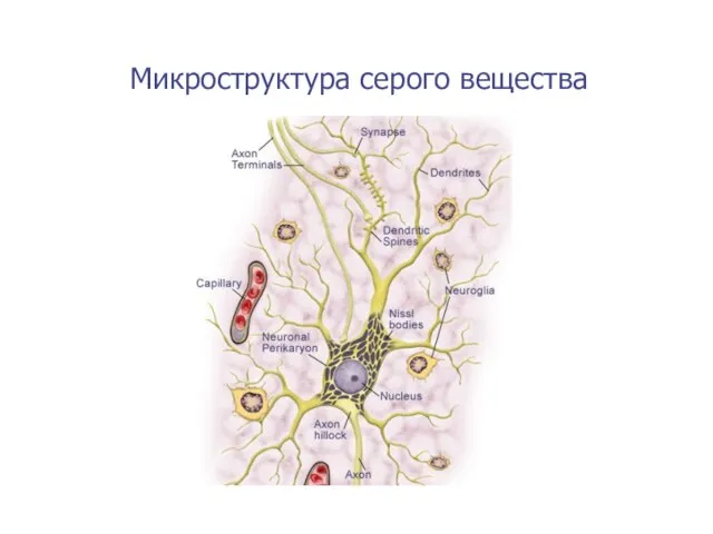 Микроструктура серого вещества