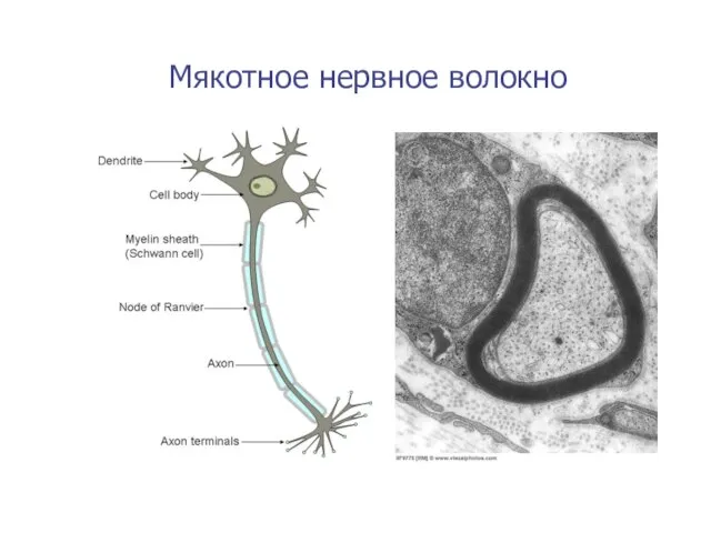 Мякотное нервное волокно