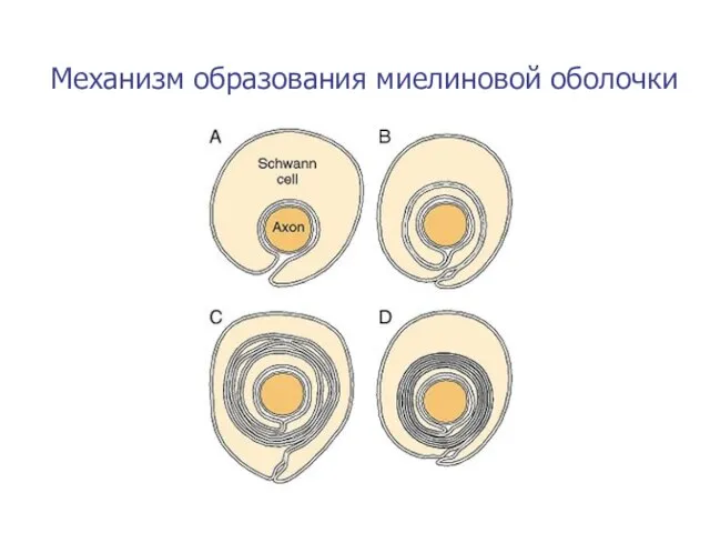 Механизм образования миелиновой оболочки