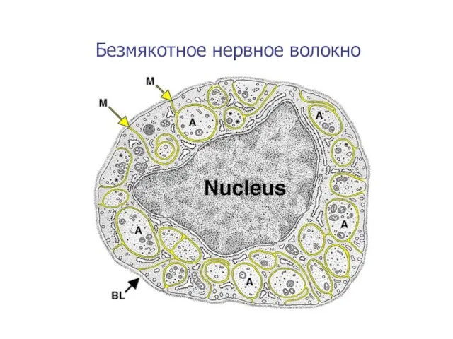 Безмякотное нервное волокно