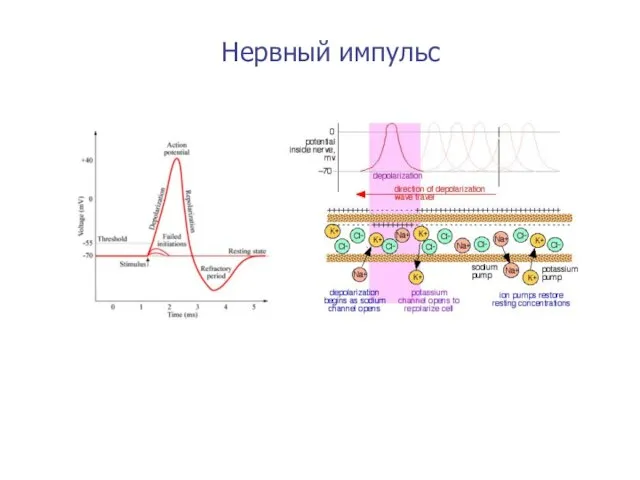 Нервный импульс