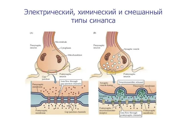 Электрический, химический и смешанный типы синапса