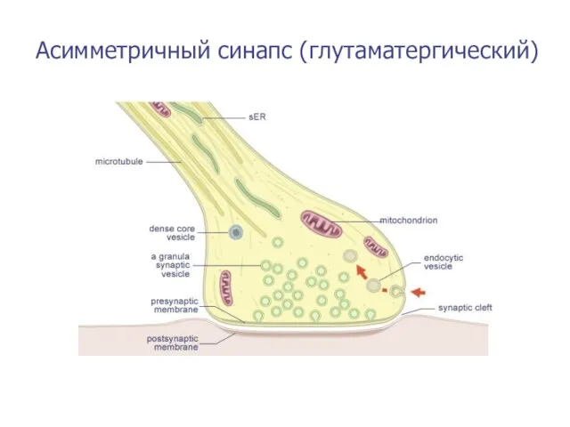 Асимметричный синапс (глутаматергический)