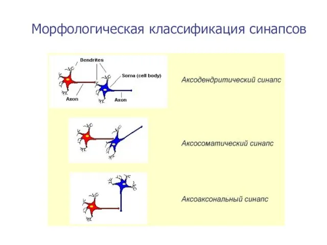 Морфологическая классификация синапсов