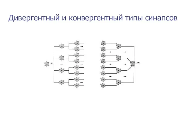 Дивергентный и конвергентный типы синапсов