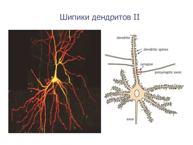 Шипики дендритов II