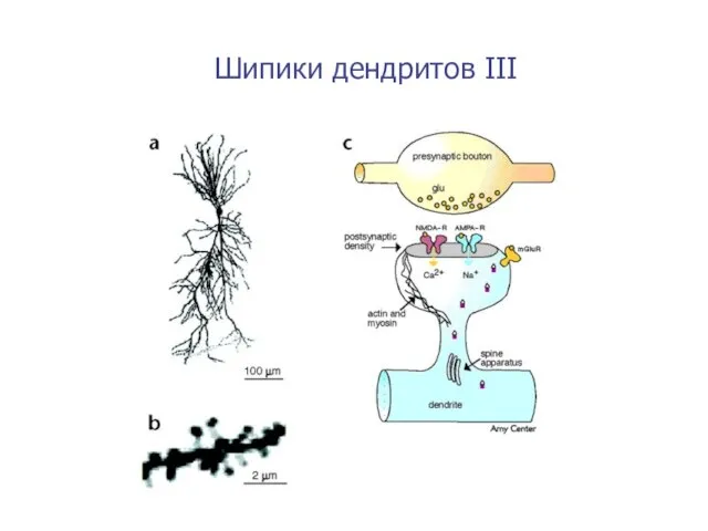 Шипики дендритов III