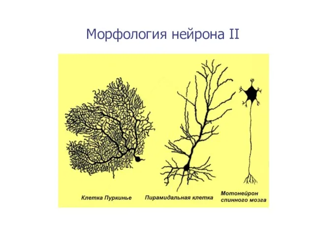 Морфология нейрона II
