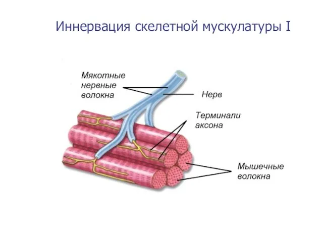 Иннервация скелетной мускулатуры I