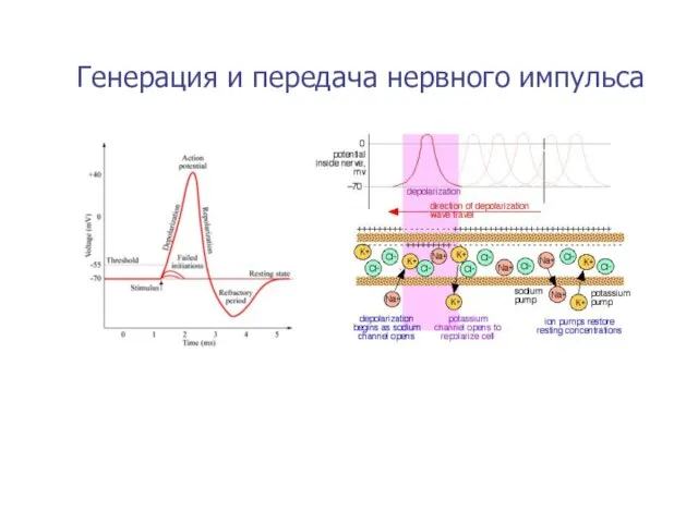 Генерация и передача нервного импульса