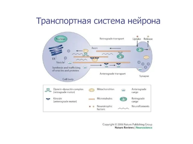 Транспортная система нейрона