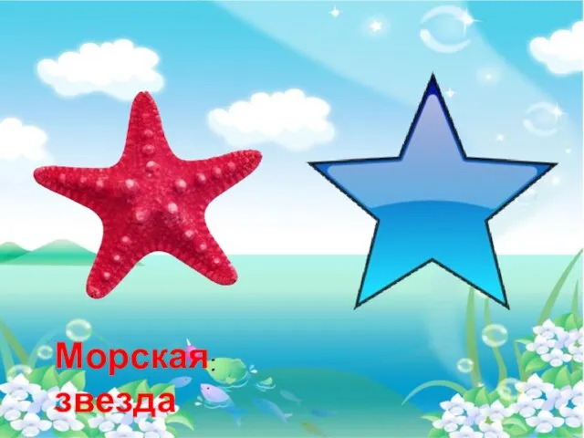 Морская звезда