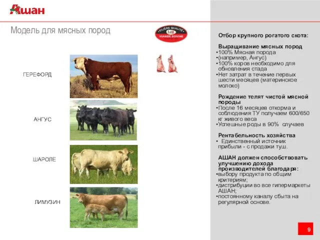 Модель для мясных пород Отбор крупного рогатого скота: Выращивание мясных пород