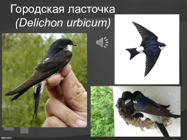 Городская ласточка (Delichon urbicum)