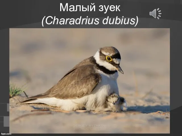 Малый зуек (Charadrius dubius)