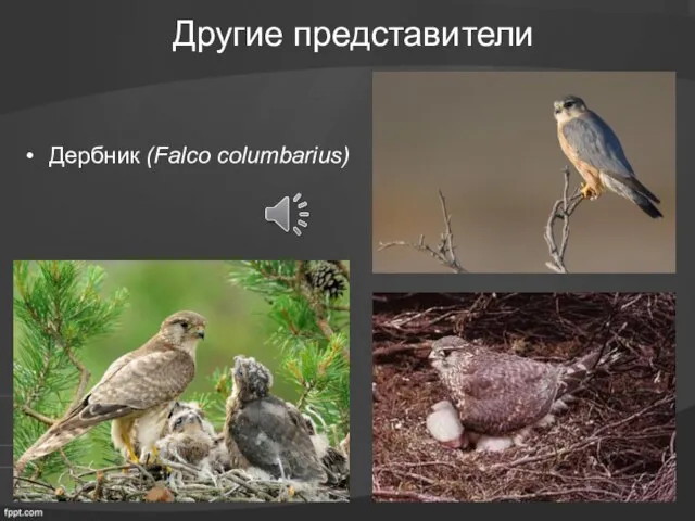 Другие представители Дербник (Falco columbarius)