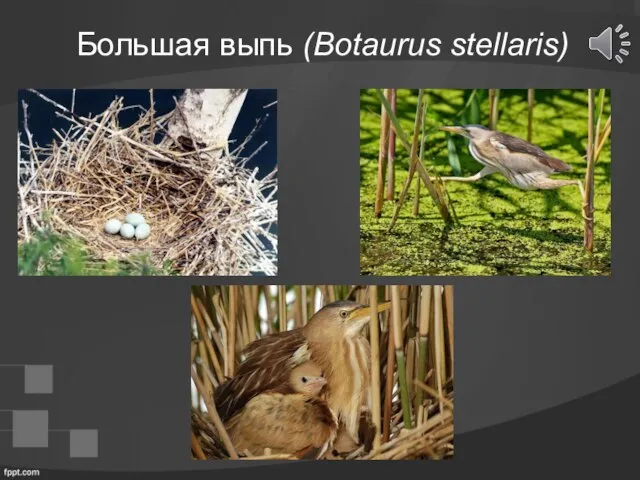 Большая выпь (Botaurus stellaris)