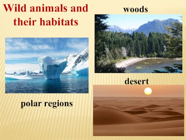 Wild animals and their habitats woods desert polar regions