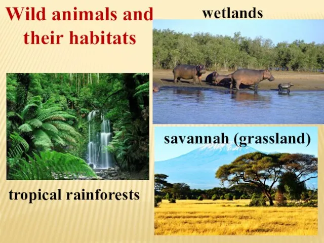 Wild animals and their habitats tropical rainforests wetlands savannah (grassland)