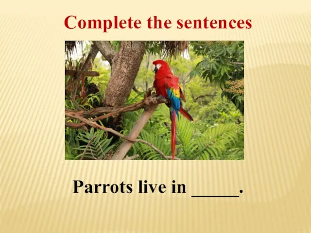 Complete the sentences Parrots live in _____.