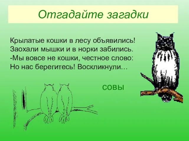 Отгадайте загадки Крылатые кошки в лесу объявились! Заохали мышки и в