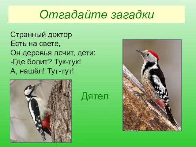 Отгадайте загадки Странный доктор Есть на свете, Он деревья лечит, дети: