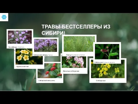 Сибирская володушка Bupleurum sibiricum Vest ТРАВЫ-БЕСТСЕЛЛЕРЫ ИЗ СИБИРИ!