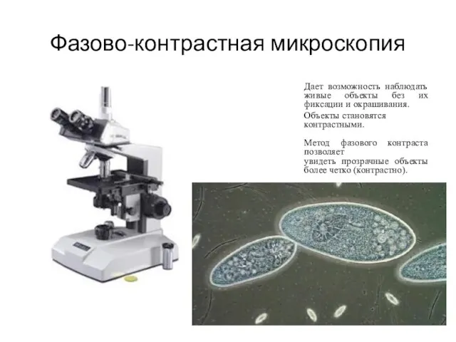 Фазово-контрастная микроскопия Дает возможность наблюдать живые объекты без их фиксации и