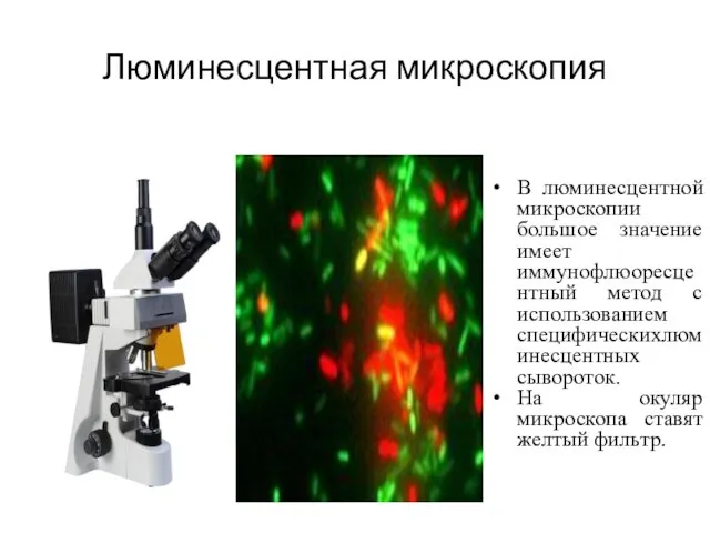 Люминесцентная микроскопия В люминесцентной микроскопии большое значение имеет иммунофлюоресцентный метод с