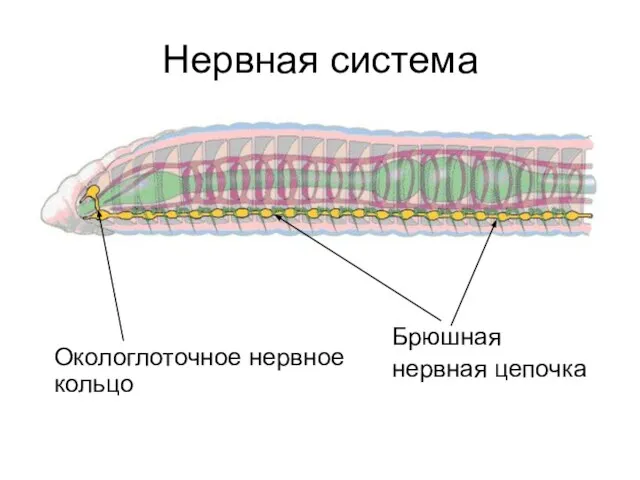 Нервная система Брюшная нервная цепочка Окологлоточное нервное кольцо