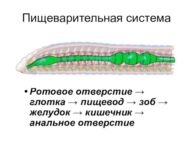 Пищеварительная система Ротовое отверстие → глотка → пищевод → зоб →