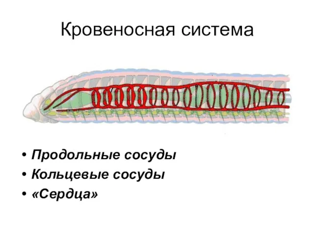 Кровеносная система Продольные сосуды Кольцевые сосуды «Сердца»