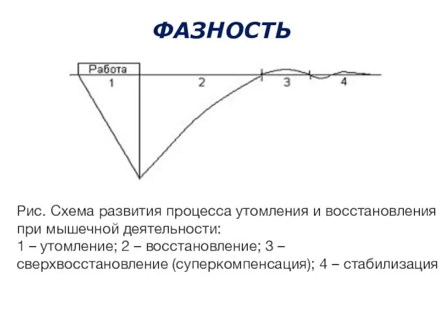 ФАЗНОСТЬ Рис. Схема развития процесса утомления и восстановления при мышечной деятельности: