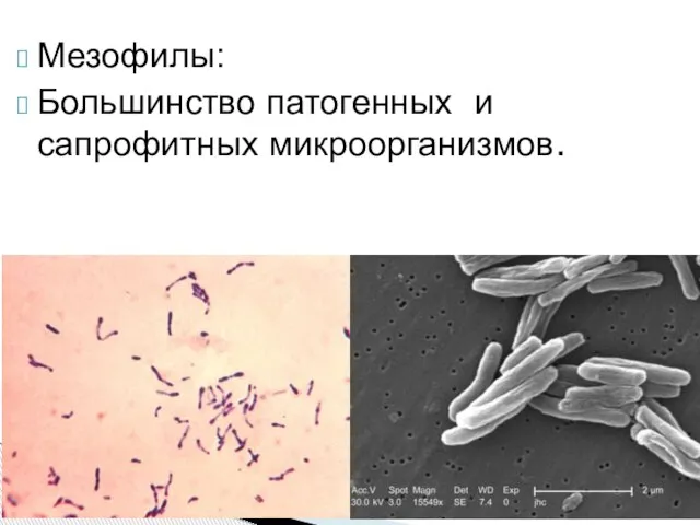 Мезофилы: Большинство патогенных и сапрофитных микроорганизмов.