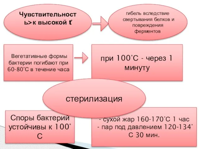 Чувствительность>к высокой t͘ гибель вследствие свертывания белков и повреждения ферментов Вегетативные