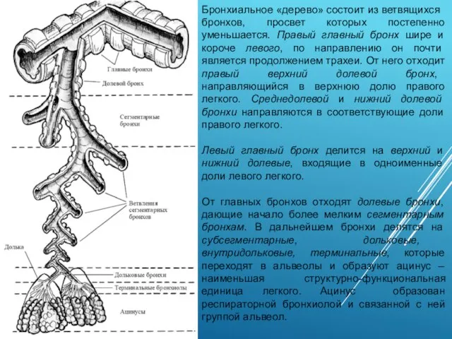 Бронхиальное «дерево» состоит из ветвящихся бронхов, просвет которых постепенно уменьшается. Правый